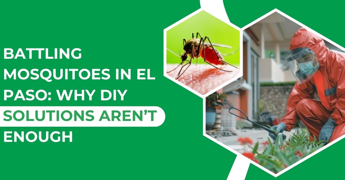 Battling Mosquitoes in El Paso: The Case for Professional Treatment