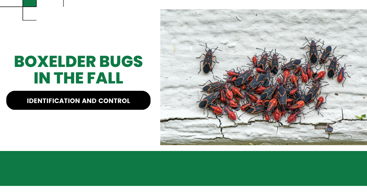 Boxelder Bug Control Tips for Fall Season