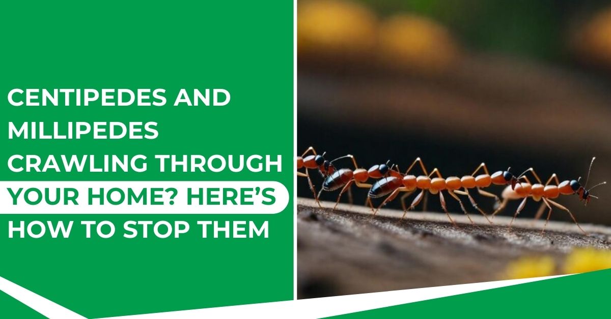 How to Get Rid of Centipedes & Millipedes in Your Home