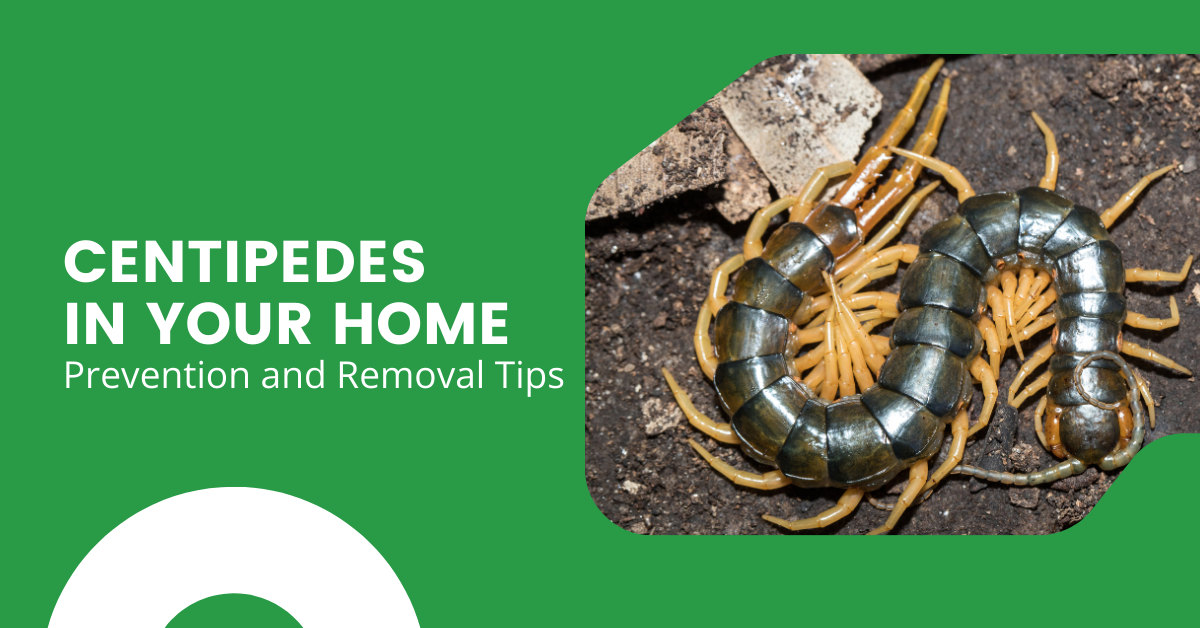 Centipede Removal: Tips for a Pest-Free Home