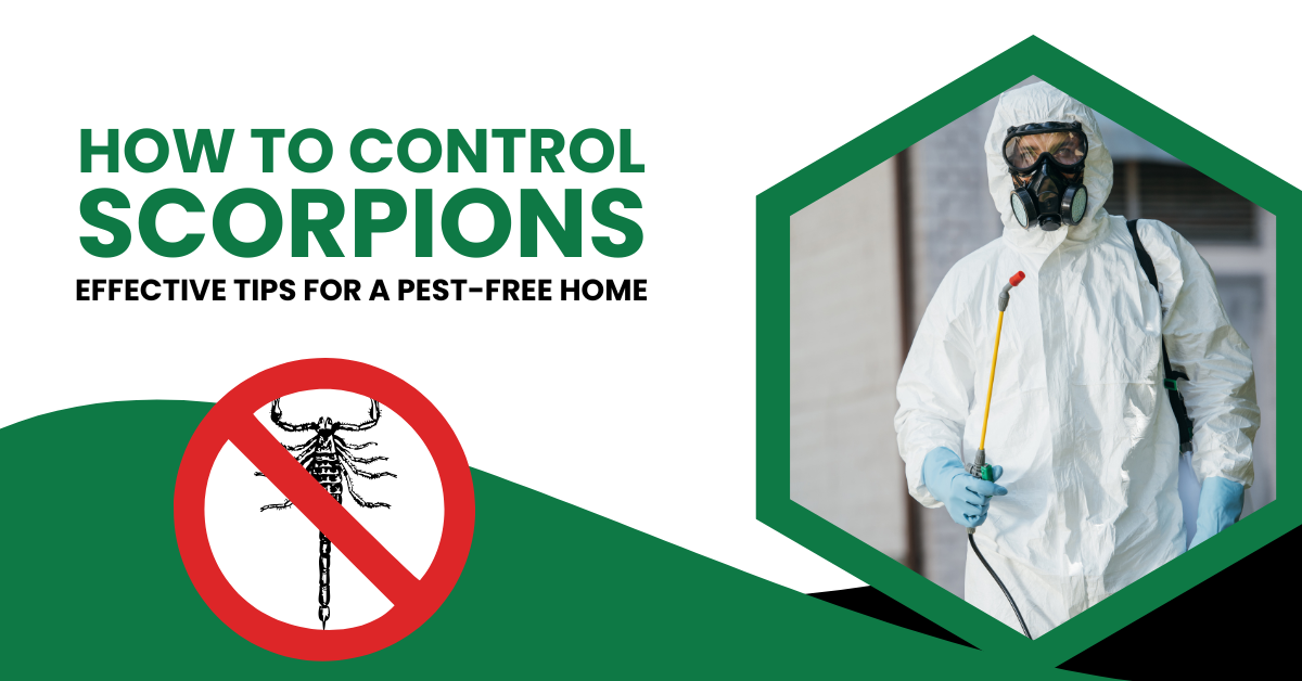 Scorpion Control Tips for a Pest-Free Home