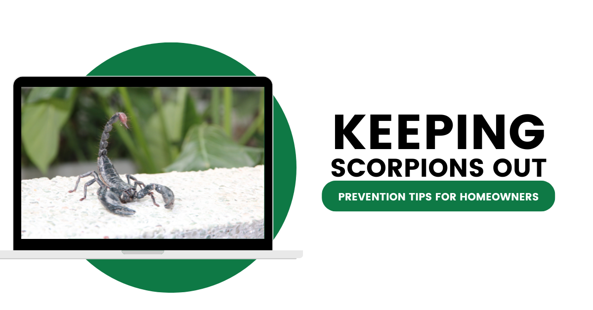 Keep Scorpions Away: Prevention Tips