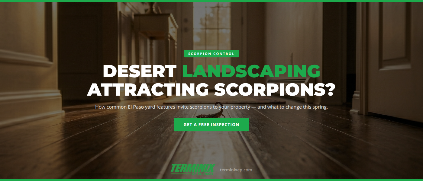 Scorpion Control in El Paso, TX: Desert Landscaping That Attracts Scorpions and How to Fix It