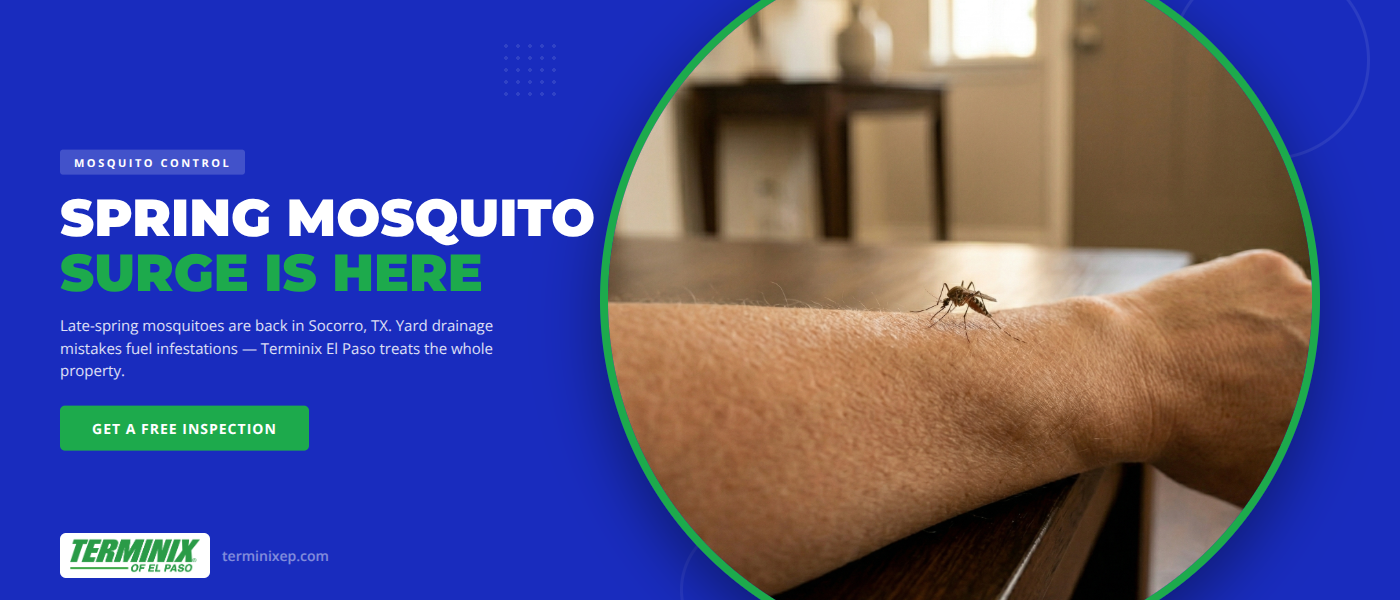 Spring Mosquito Control in Socorro, TX | Terminix El Paso