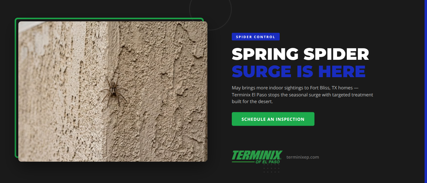 Spring Spider Surge in Fort Bliss, TX | Terminix El Paso