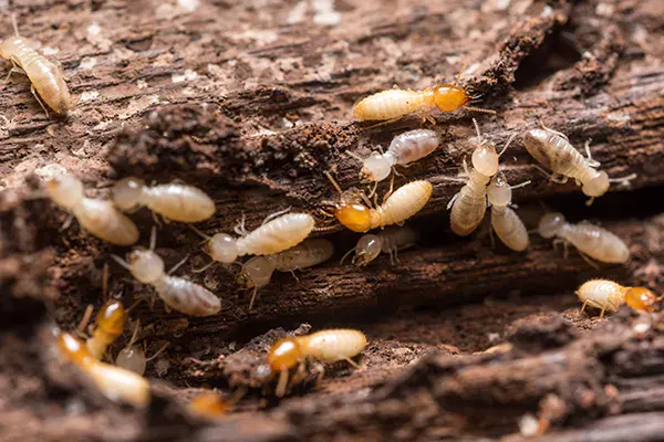 How we treat termites