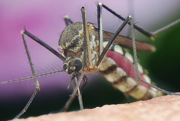 How we treat Mosquitos
