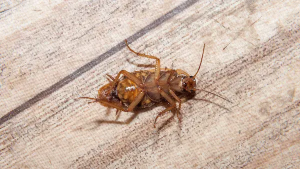 How we treat roaches