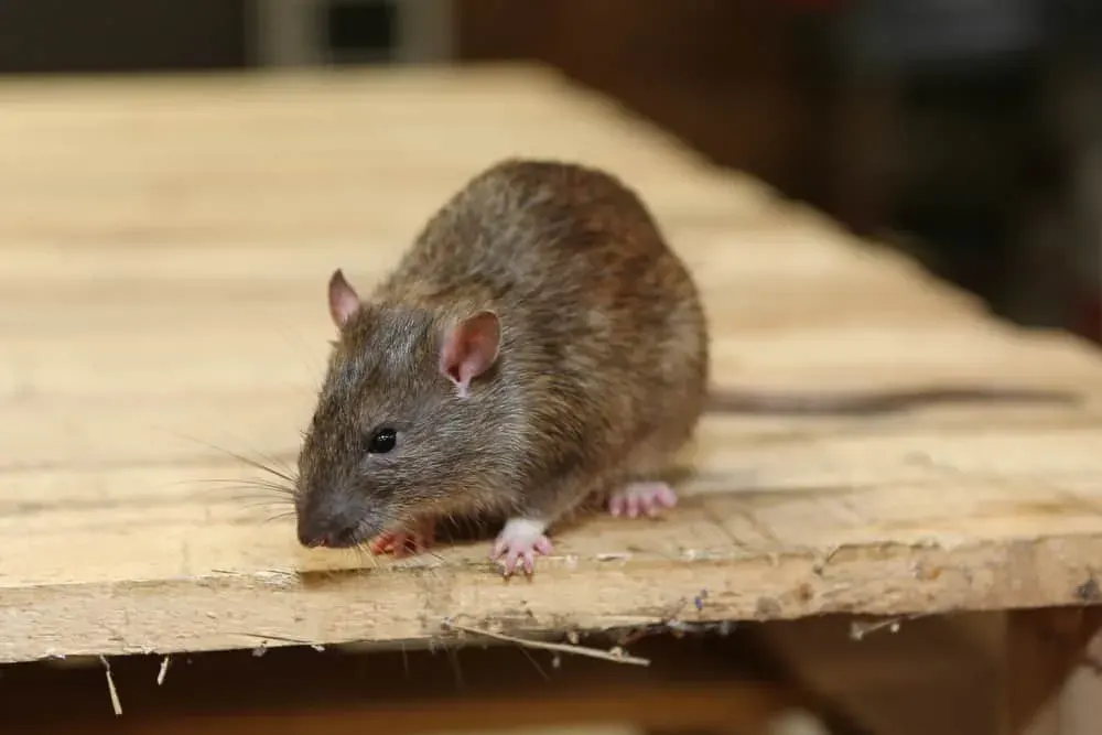A rodent removal technician setting traps in a residential area.