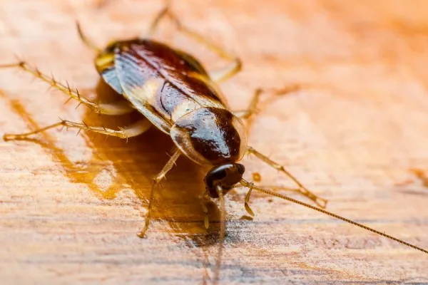 Type of Cockroaches