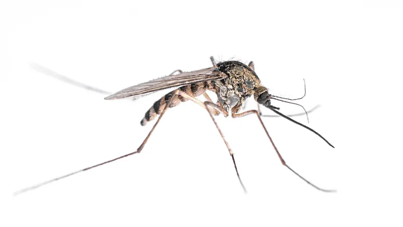 Type of Mosquitos