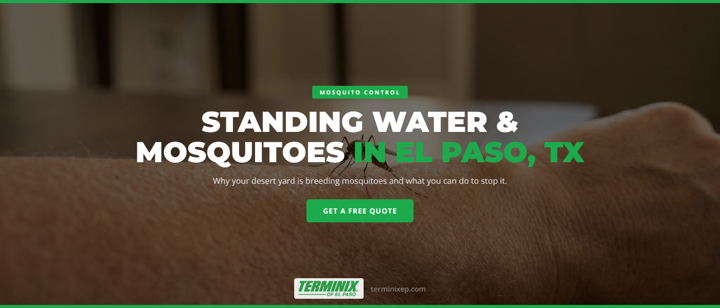 Standing water pooling near irrigation system in an El Paso Texas residential yard attracting mosquitoes
